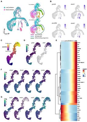 Heterogeneity in quiescent Müller glia in the uninjured zebrafish retina drive differential responses following photoreceptor ablation